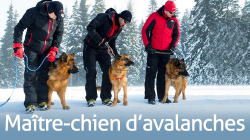 Métiers Pisteur maitre chien d'avalanche