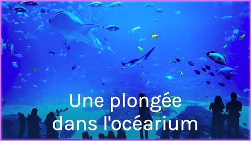 Une plongée dans l'océarium